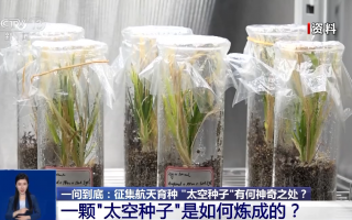 华益生物科技有限公司 山东海阳：航天育种为农业注入“太空能量”