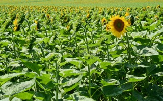 国外高科技种植 “智”耕向日葵田，猕猴桃机械授粉 农业科技助力丰产丰收