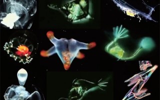 奇幻科技有限公司 微生物生存奇招：细菌竟能靠“放电”进行呼吸？